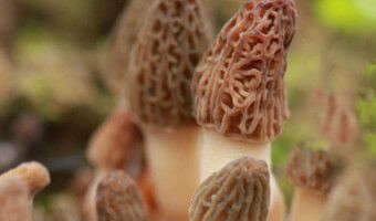 種植羊肚菌需要(yào)注意的地(dì)方有哪些？